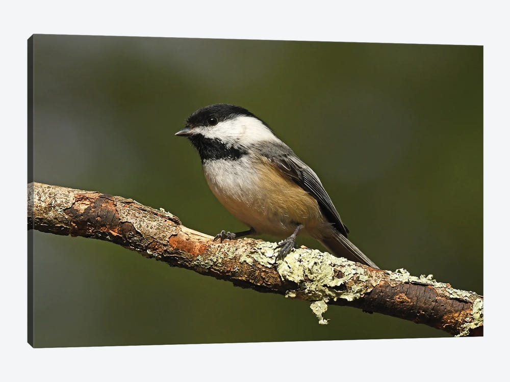 Black-capped Chickadee by Brian Wolf 1-piece Canvas Art