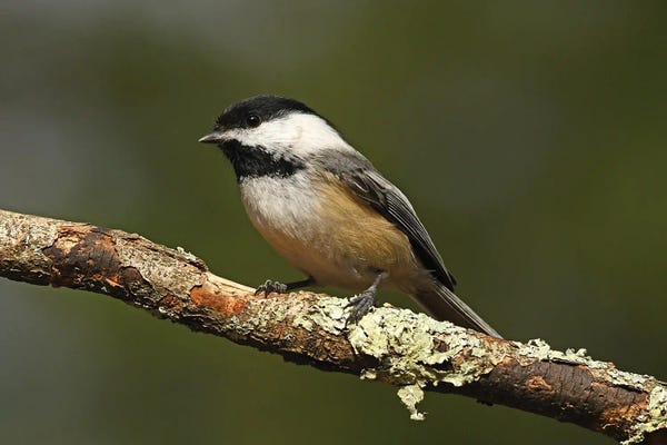 Brian Wolf: Black-capped Chickadee by Brian Wolf