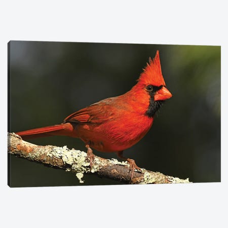Bright Red - Northern Cardinal Canvas Print #BWF611} by Brian Wolf Canvas Print