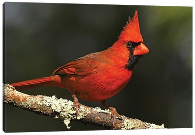 Bright Red - Northern Cardinal Canvas Art Print - Brian Wolf