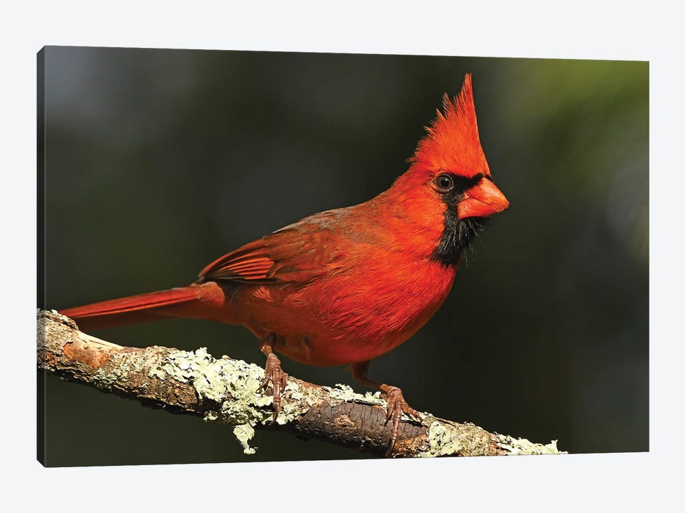 Bright Red - Northern Cardinal by Brian Wolf 1-piece Art Print