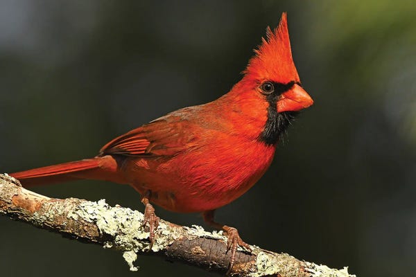 Brian Wolf: Bright Red - Northern Cardinal by Brian Wolf