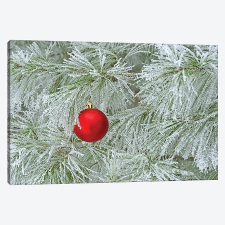 Red Ornament and Rime Frost Canvas Print #BWF612} by Brian Wolf Canvas Art Print