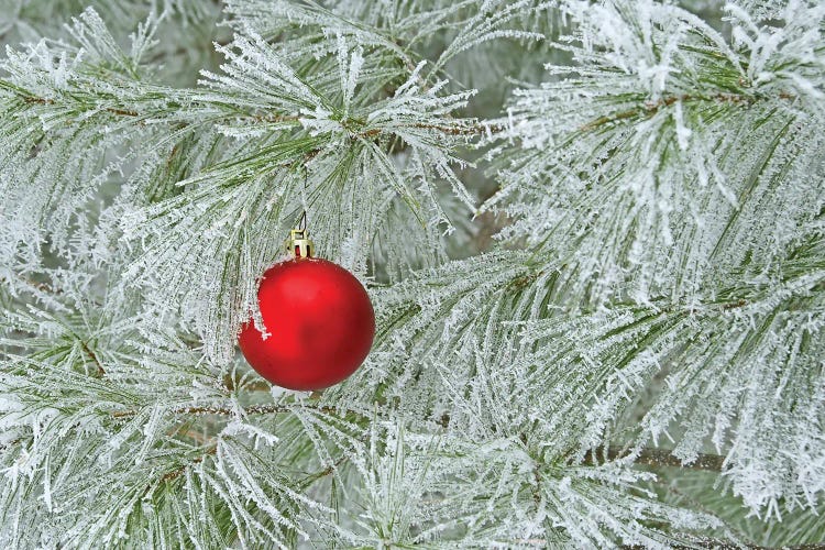 Red Ornament and Rime Frost