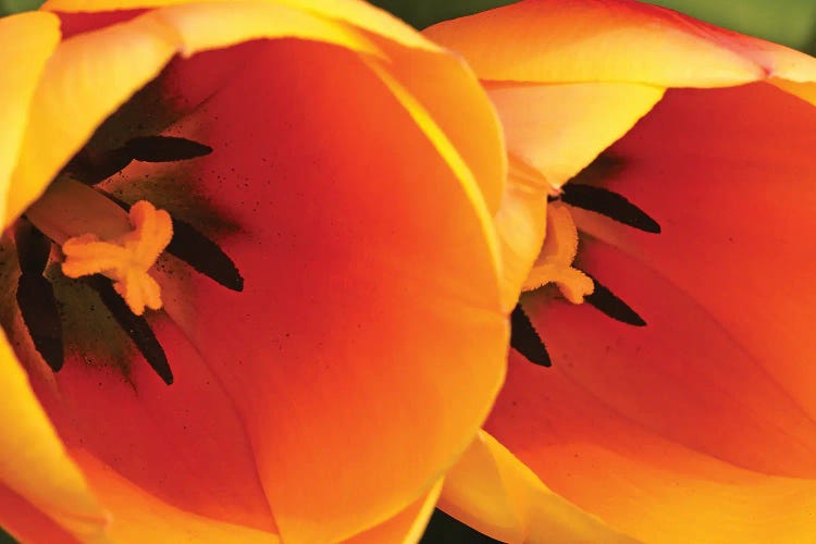 Orange Tulips Up Close