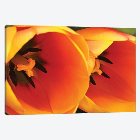 Orange Tulips Up Close Canvas Print #BWF613} by Brian Wolf Canvas Art Print
