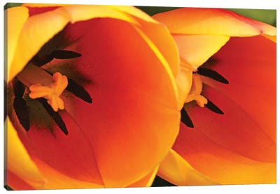 Orange Tulips Up Close Canvas Art Print - Brian Wolf