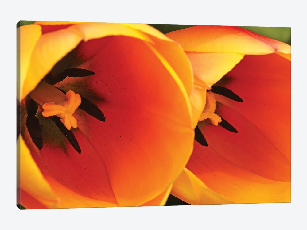 Orange Tulips Up Close by Brian Wolf 1-piece Canvas Print