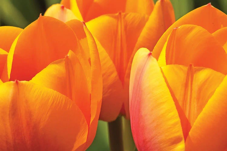 Trio Of Tulips by Brian Wolf wall art