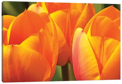 Trio Of Tulips Canvas Art Print - Brian Wolf