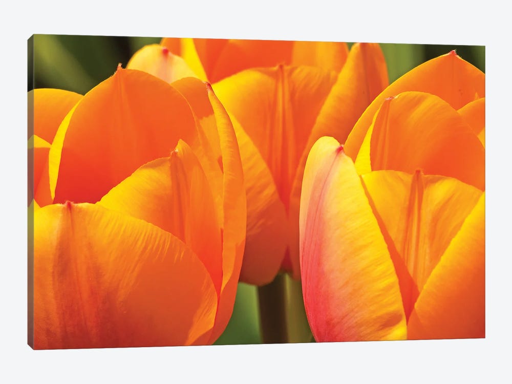 Trio Of Tulips by Brian Wolf 1-piece Canvas Wall Art