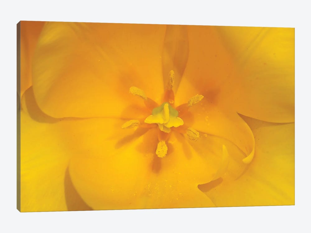 Yellow Tulip Macro by Brian Wolf 1-piece Canvas Art Print