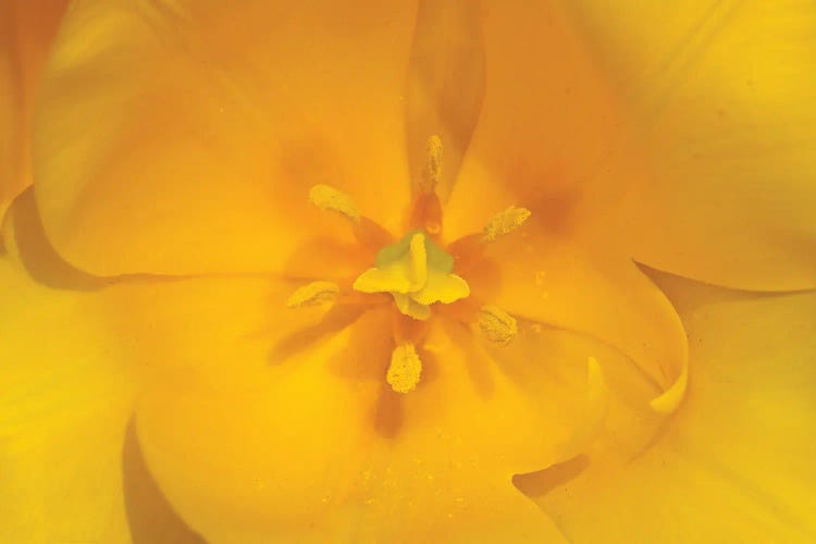 Yellow Tulip Macro