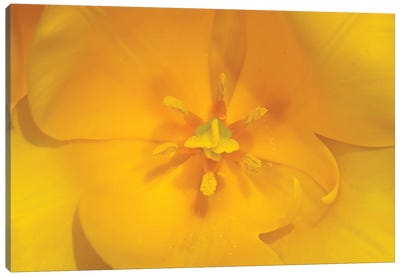 Yellow Tulip Macro Canvas Art Print - Brian Wolf
