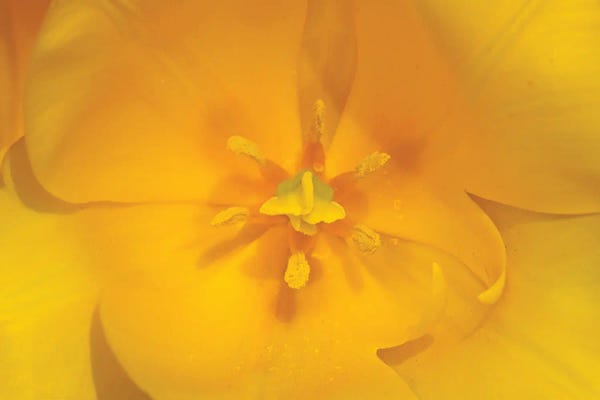 Abstracts In Nature: Yellow Tulip Macro by Brian Wolf