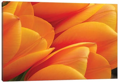 Orange Tulips Canvas Art Print - Brian Wolf