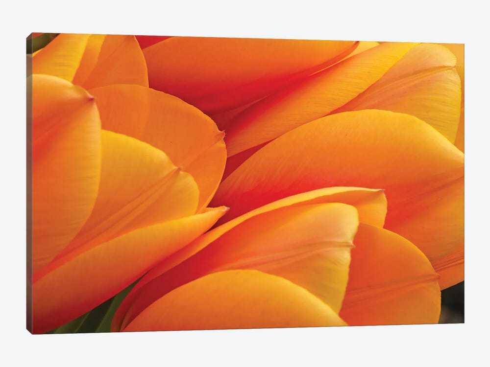 Orange Tulips by Brian Wolf 1-piece Canvas Art
