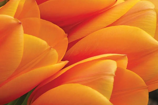 Tulips: Orange Tulips by Brian Wolf