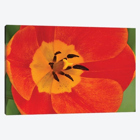 Orange Tulip In Detail Canvas Print #BWF617} by Brian Wolf Canvas Art