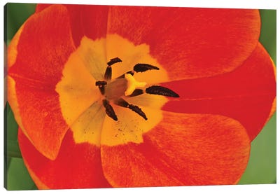 Orange Tulip In Detail Canvas Art Print - Brian Wolf