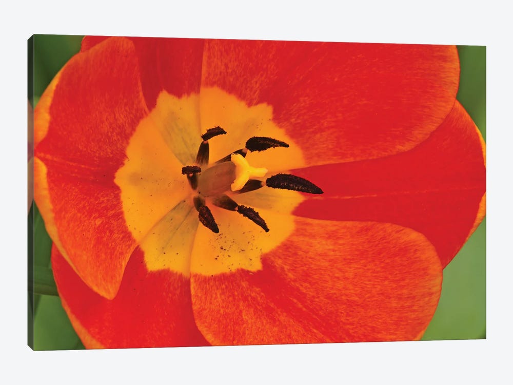 Orange Tulip In Detail by Brian Wolf 1-piece Canvas Art Print