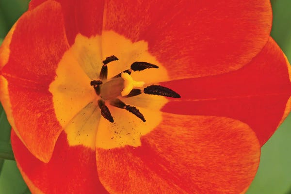Tulips: Orange Tulip In Detail by Brian Wolf