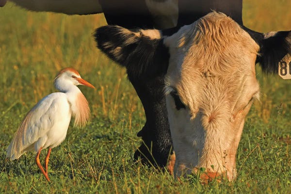 Egrets: Cattle Egret by Brian Wolf