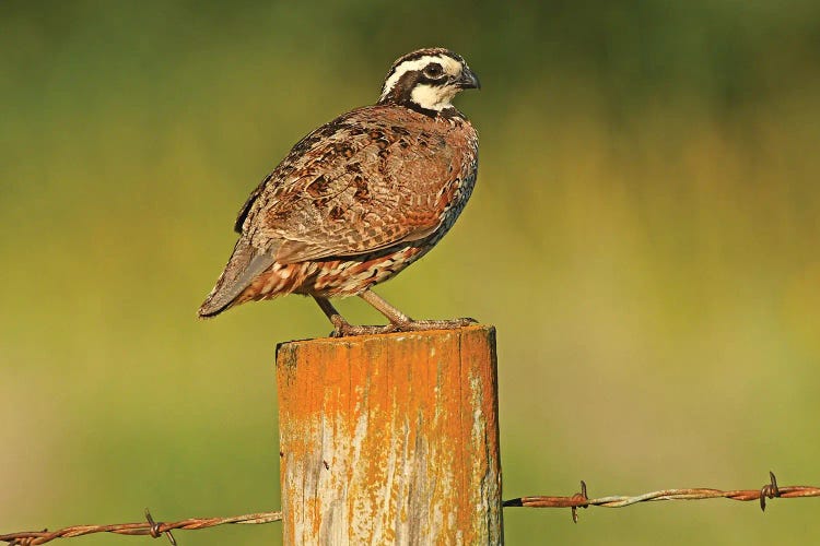 Bobwhite Quail On Fencepost