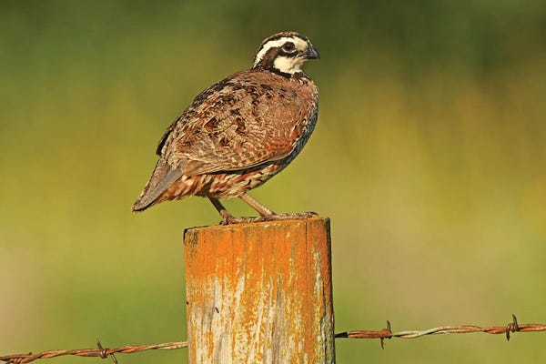 Brian Wolf: Bobwhite Quail On Fencepost by Brian Wolf