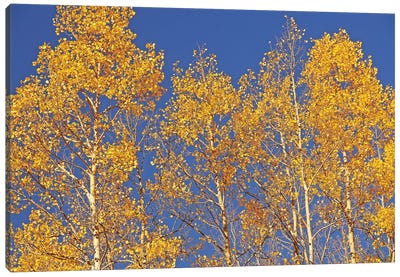 Blue Sky Aspens Canvas Art Print - Aspen Tree Art