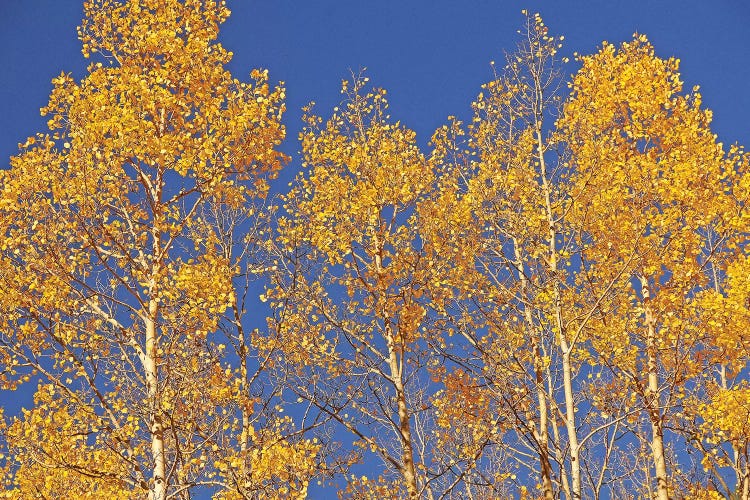 Blue Sky Aspens