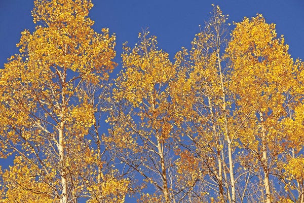 Tree Close-Ups: Blue Sky Aspens by Brian Wolf