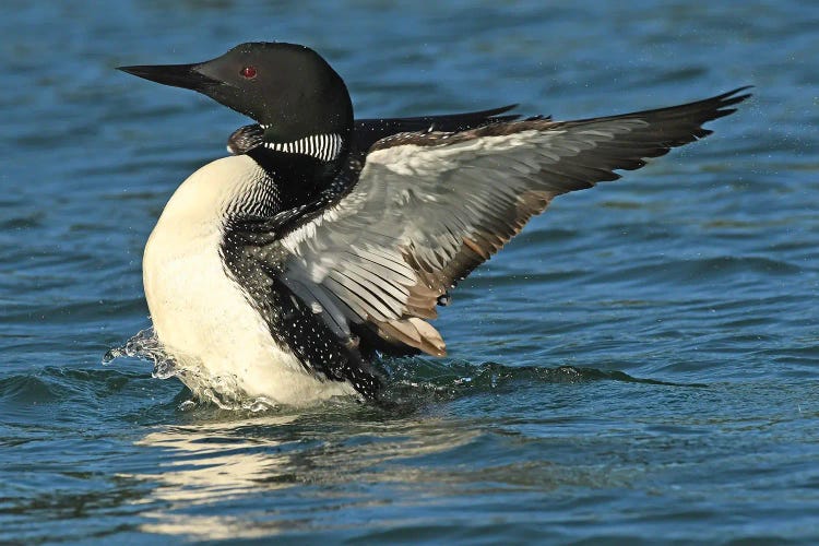 Stretching Loon by Brian Wolf wall art