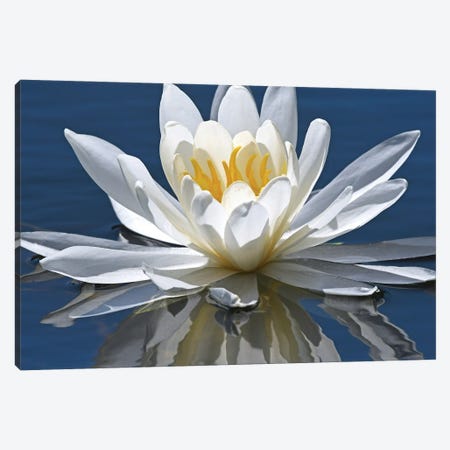 Reflection Of Water Lily Canvas Print #BWF622} by Brian Wolf Canvas Art