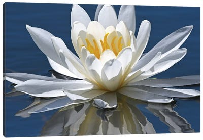 Reflection Of Water Lily Canvas Art Print - Brian Wolf