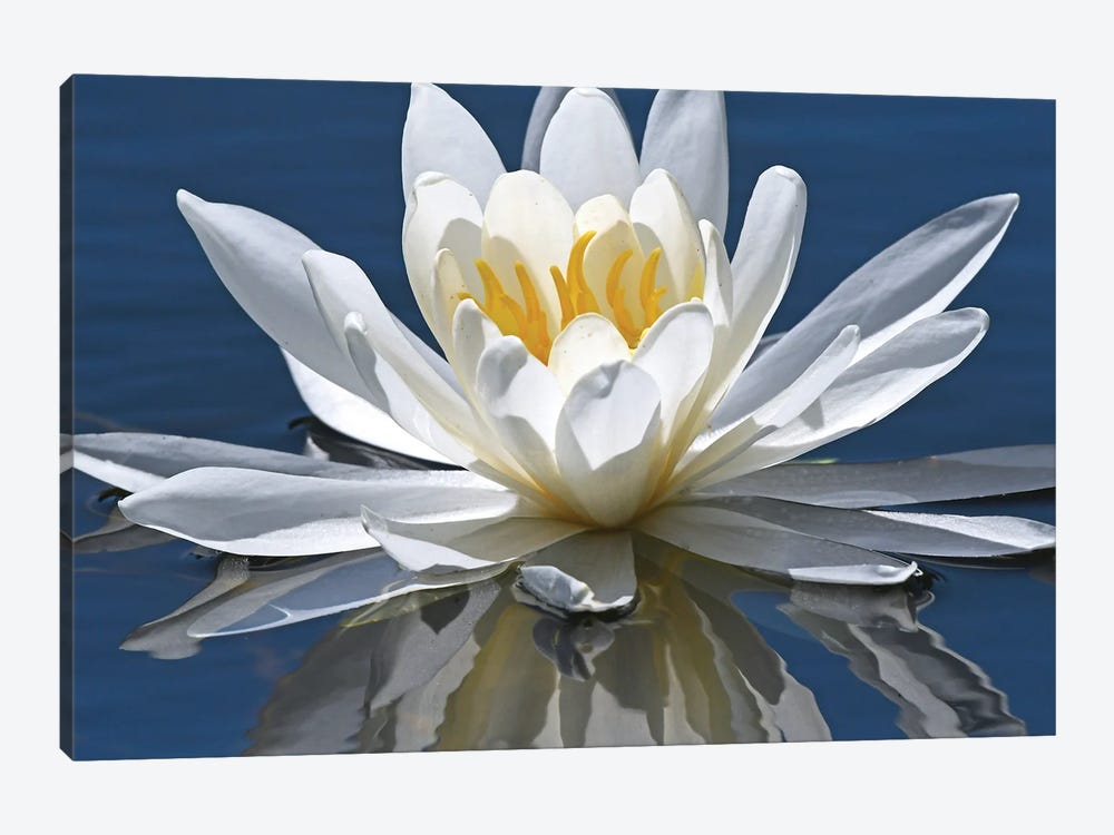 Reflection Of Water Lily by Brian Wolf 1-piece Art Print
