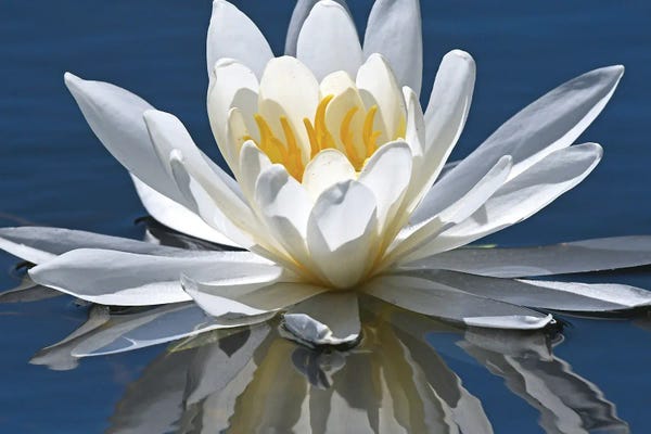 Water Lilies: Reflection Of Water Lily by Brian Wolf