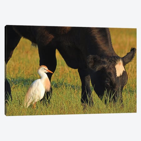 Cattle Egret And Cow Canvas Print #BWF623} by Brian Wolf Canvas Artwork