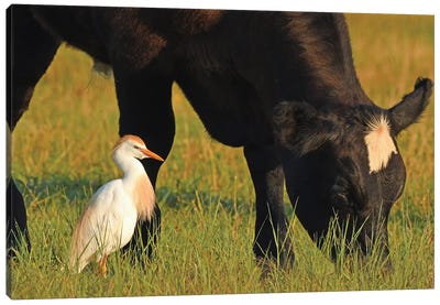 Cattle Egret And Cow Canvas Art Print - Brian Wolf