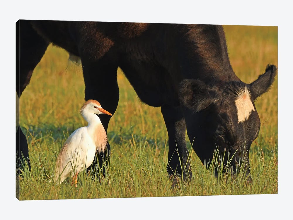 Cattle Egret And Cow by Brian Wolf 1-piece Canvas Wall Art