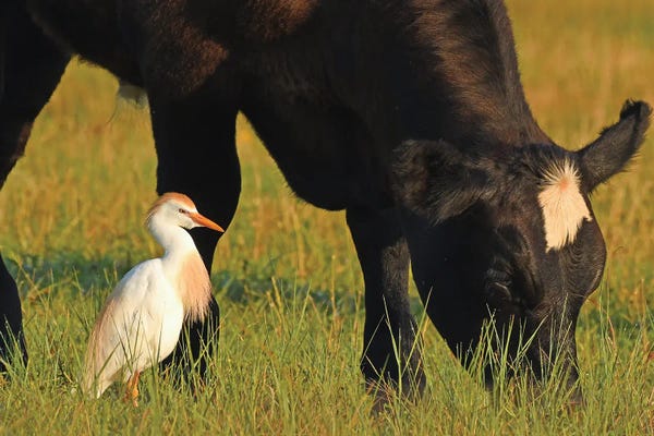 Egrets: Cattle Egret And Cow by Brian Wolf