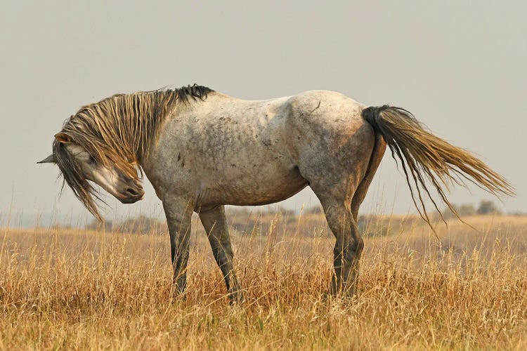 Nichols Wild Horse