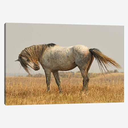 Nichols Wild Horse Canvas Print #BWF624} by Brian Wolf Art Print