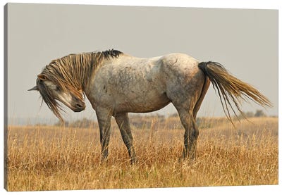Nichols Wild Horse Canvas Art Print - Brian Wolf