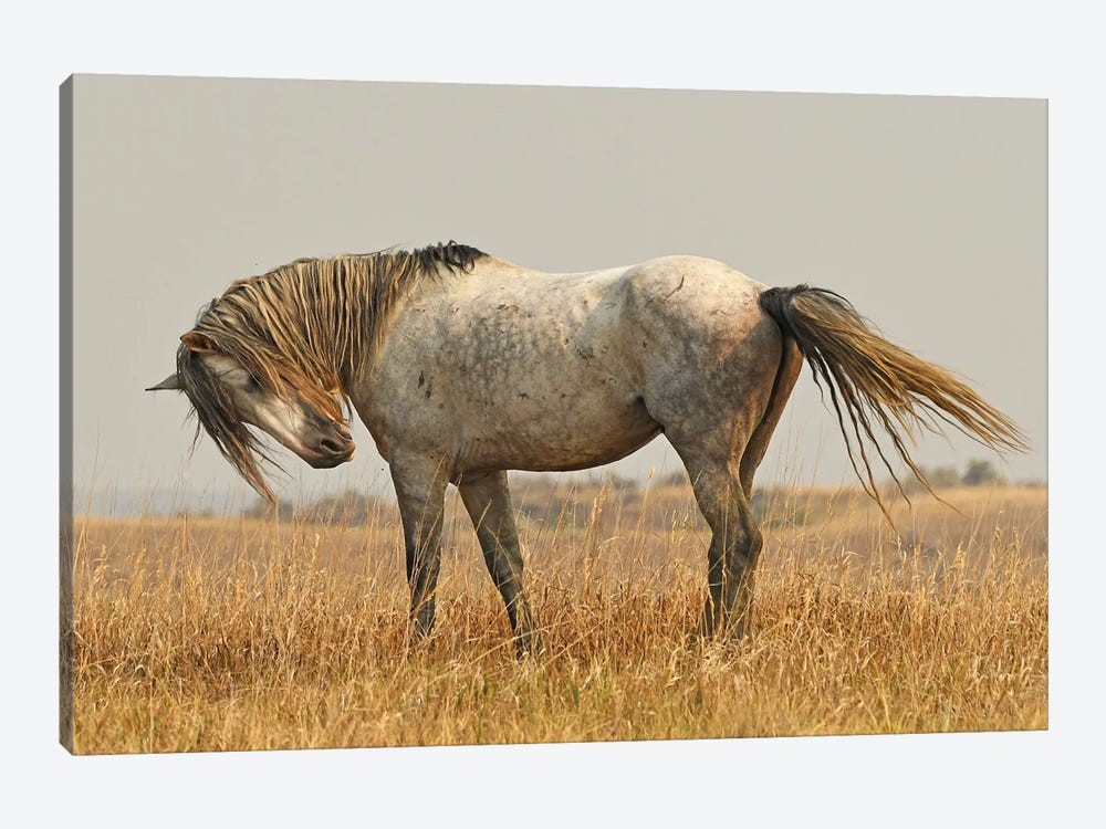 Nichols Wild Horse by Brian Wolf 1-piece Canvas Art Print
