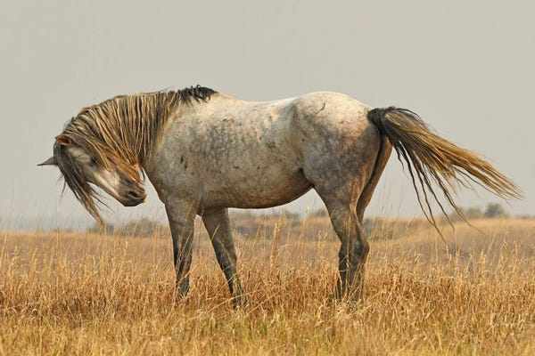 Brian Wolf: Nichols Wild Horse by Brian Wolf