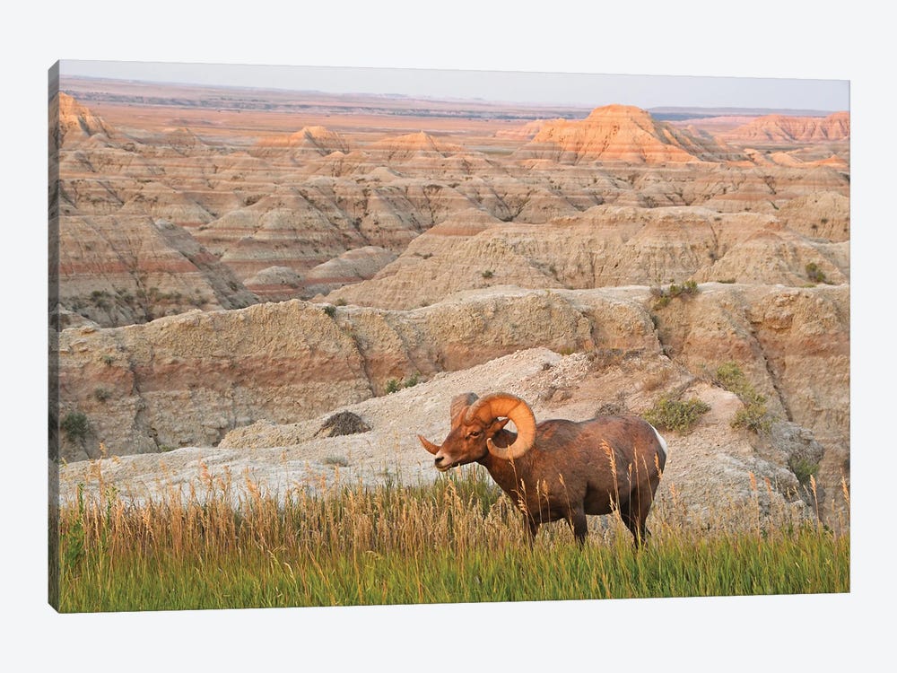 Bighorn Ram At Sunrise - Badlands National Park by Brian Wolf 1-piece Art Print