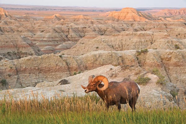 Brian Wolf: Bighorn Ram At Sunrise - Badlands National Park by Brian Wolf