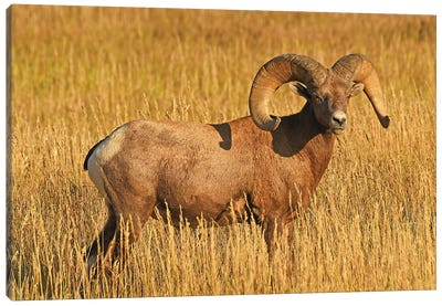Bighorn Sheep Ram Profile Canvas Art Print - Brian Wolf