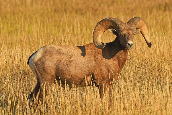 Rams: Bighorn Sheep Ram Profile by Brian Wolf